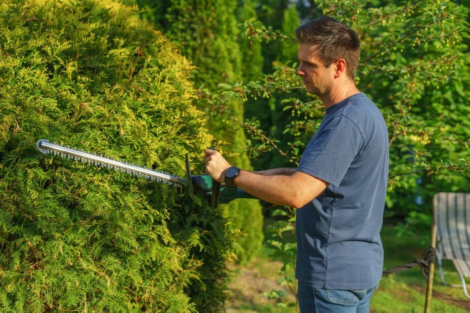 Haie taillée avec précision dans un jardin pavillonnaire